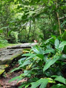 Nature And Forest Therapy - Association of Nature & Forest Therapy