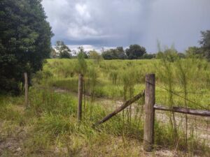 Nature And Forest Therapy - Association of Nature & Forest Therapy