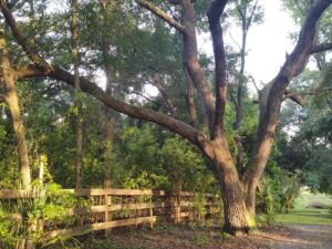 Nature And Forest Therapy - Association of Nature & Forest Therapy