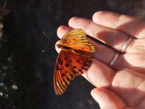 Nature And Forest Therapy - Association of Nature & Forest Therapy
