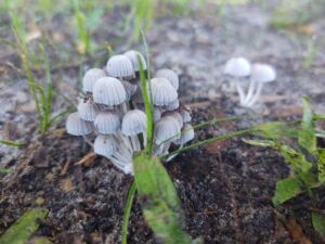 Nature And Forest Therapy - Association of Nature & Forest Therapy