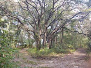 Nature And Forest Therapy - Association of Nature & Forest Therapy