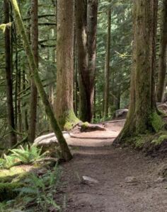 Nature And Forest Therapy - Association of Nature & Forest Therapy