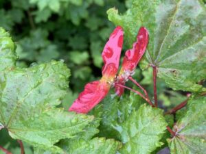 Nature And Forest Therapy - Association of Nature & Forest Therapy
