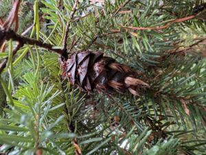 Nature And Forest Therapy - Association of Nature & Forest Therapy