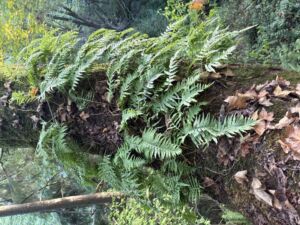Nature And Forest Therapy - Association of Nature & Forest Therapy