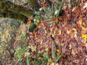 Nature And Forest Therapy - Association of Nature & Forest Therapy