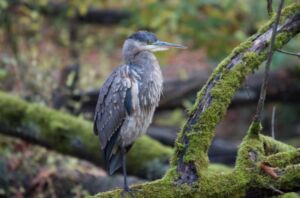 Nature And Forest Therapy - Association of Nature & Forest Therapy