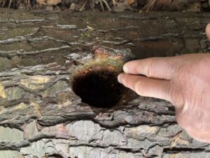 Nature And Forest Therapy - Association of Nature & Forest Therapy