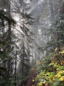 Nature And Forest Therapy - Association of Nature & Forest Therapy