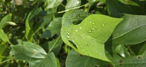 Nature And Forest Therapy - Association of Nature & Forest Therapy