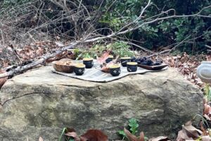 Nature And Forest Therapy - Association of Nature & Forest Therapy