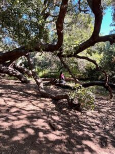 Nature And Forest Therapy - Association of Nature & Forest Therapy