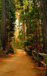 Nature And Forest Therapy - Association of Nature & Forest Therapy