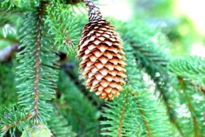 Nature And Forest Therapy - Association of Nature & Forest Therapy