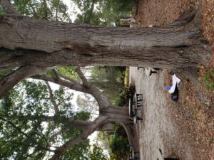 Nature And Forest Therapy - Association of Nature & Forest Therapy