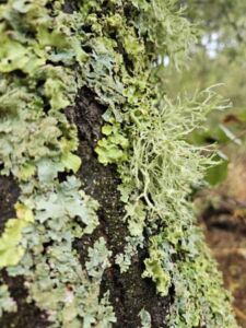 Nature And Forest Therapy - Association of Nature & Forest Therapy