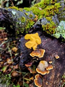 Nature And Forest Therapy - Association of Nature & Forest Therapy