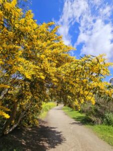 Nature And Forest Therapy - Association of Nature & Forest Therapy