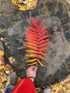 Nature And Forest Therapy - Association of Nature & Forest Therapy