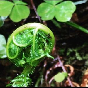 Nature And Forest Therapy - Association of Nature & Forest Therapy
