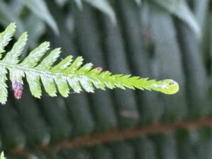Nature And Forest Therapy - Association of Nature & Forest Therapy
