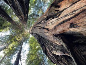 Nature And Forest Therapy - Association of Nature & Forest Therapy