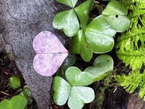 Nature And Forest Therapy - Association of Nature & Forest Therapy