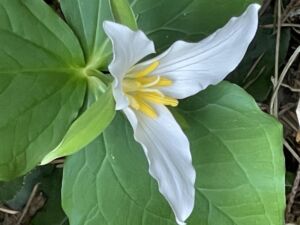 Nature And Forest Therapy - Association of Nature & Forest Therapy