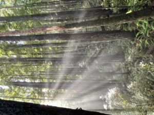 Nature And Forest Therapy - Association of Nature & Forest Therapy