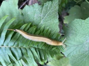 Nature And Forest Therapy - Association of Nature & Forest Therapy