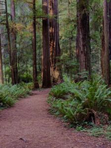 Nature And Forest Therapy - Association of Nature & Forest Therapy