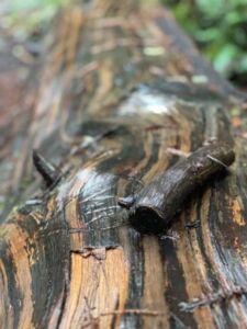 Nature And Forest Therapy - Association of Nature & Forest Therapy