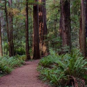 Nature And Forest Therapy - Association of Nature & Forest Therapy