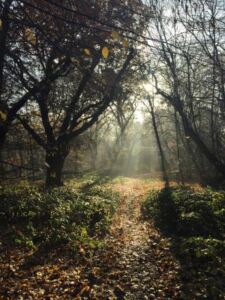 Nature And Forest Therapy - Association of Nature & Forest Therapy
