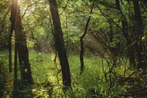 Nature And Forest Therapy - Association of Nature & Forest Therapy