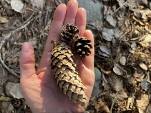 Nature And Forest Therapy - Association of Nature & Forest Therapy