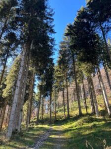 Nature And Forest Therapy - Association of Nature & Forest Therapy