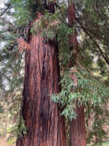 Nature And Forest Therapy - Association of Nature & Forest Therapy