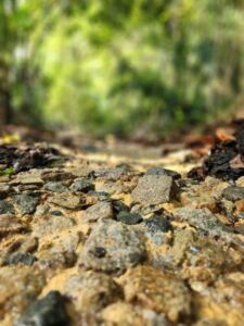 Nature And Forest Therapy - Association of Nature & Forest Therapy