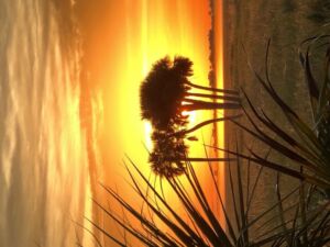 Nature And Forest Therapy - Association of Nature & Forest Therapy