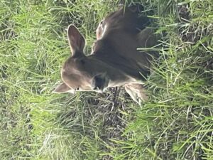 Nature And Forest Therapy - Association of Nature & Forest Therapy