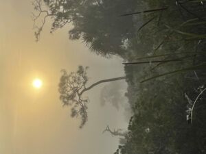 Nature And Forest Therapy - Association of Nature & Forest Therapy