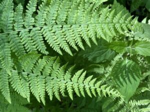 Nature And Forest Therapy - Association of Nature & Forest Therapy