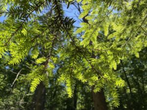 Nature And Forest Therapy - Association of Nature & Forest Therapy