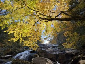 Nature And Forest Therapy - Association of Nature & Forest Therapy