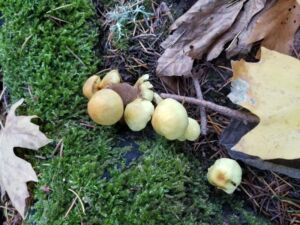 Nature And Forest Therapy - Association of Nature & Forest Therapy