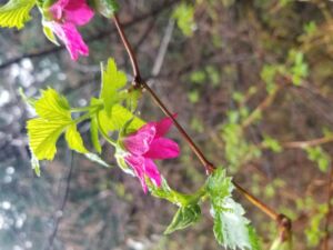 Nature And Forest Therapy - Association of Nature & Forest Therapy