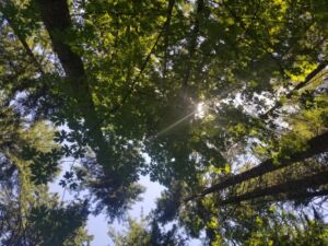 Nature And Forest Therapy - Association of Nature & Forest Therapy