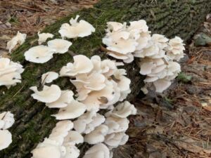 Nature And Forest Therapy - Association of Nature & Forest Therapy